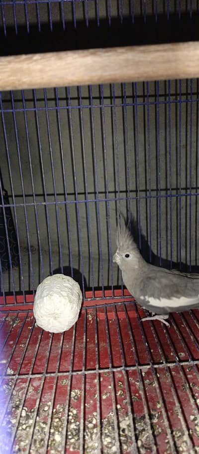 young adult pair cocktail pair for sell