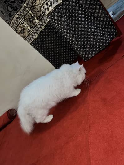 Jis Bhai ny lani ha argent rabta kary