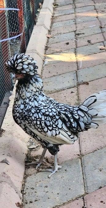 Urgent Forsale Egg laying