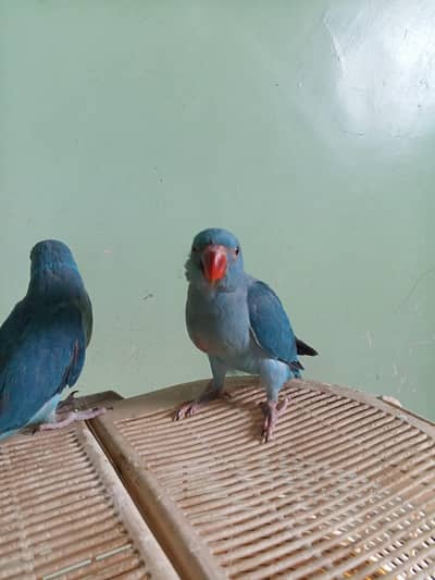 Blue Ringneck