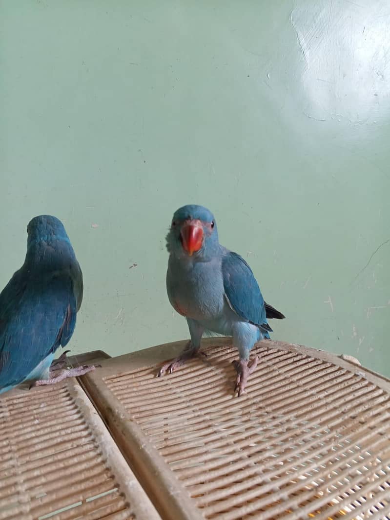 Blue Ringneck 0
