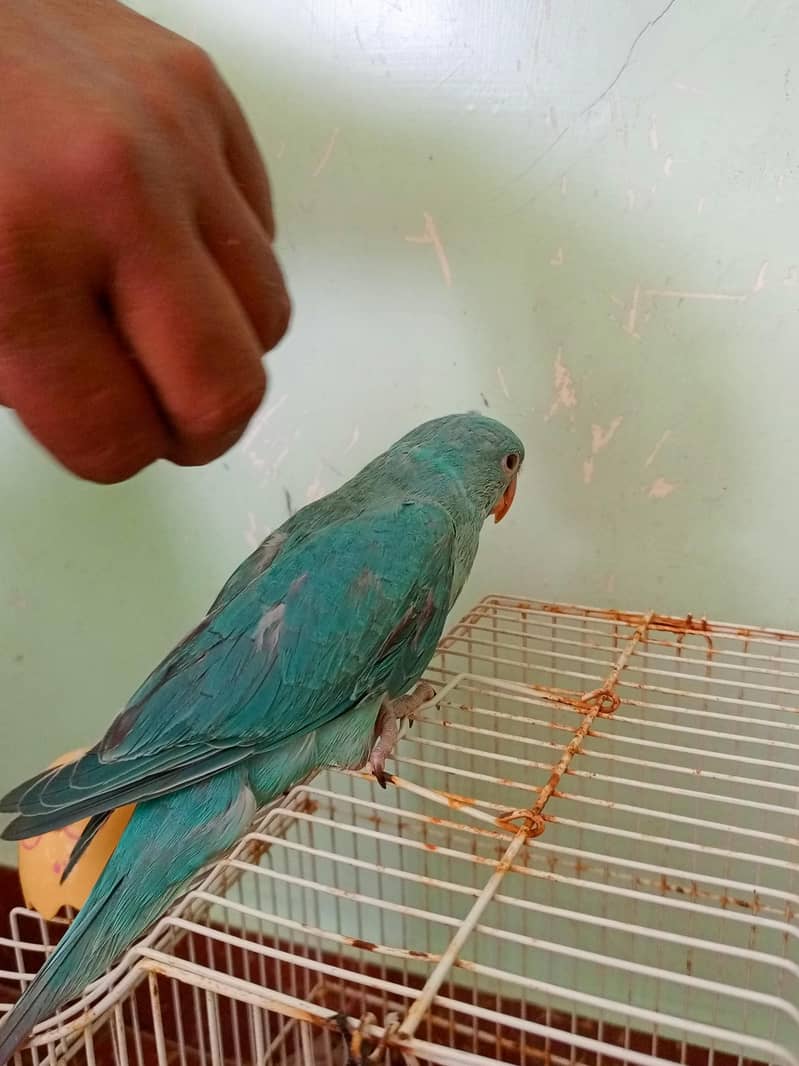 Blue Ringneck 9