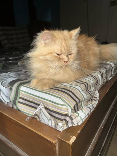 1.5 year old Ginger color persian cat