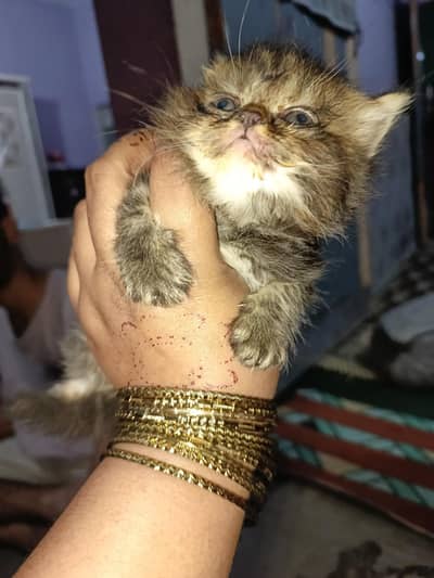 PAUNCH FACE KITTEN FOR SALE