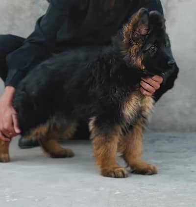 German Shepherd male dog for sale