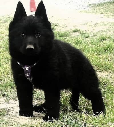black German Shepherd male dog for sale