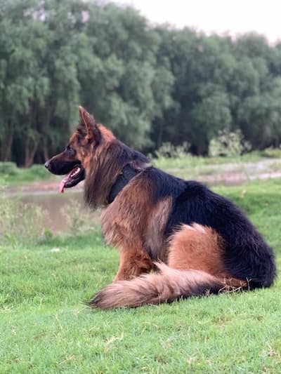 German Shepherd female dog for sale