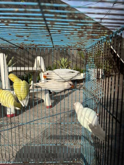 albino/creamino/decino