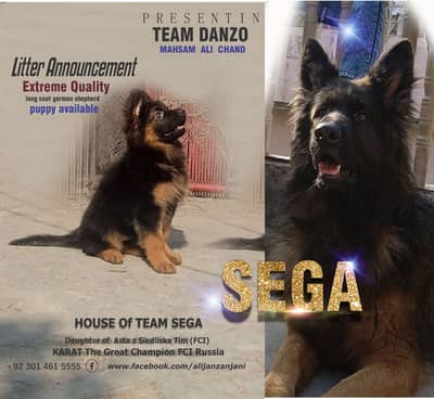 German shepherd pedigreed puppies 03014615555