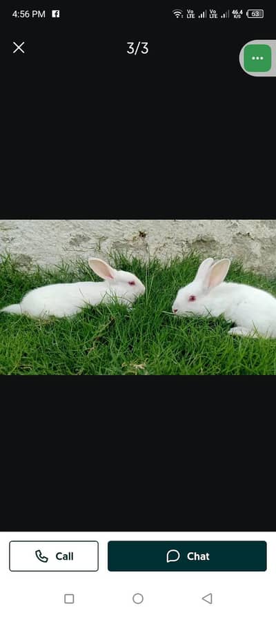 Red Eyes Rabbits