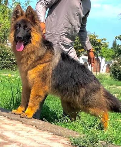 German Shepherd female for sale