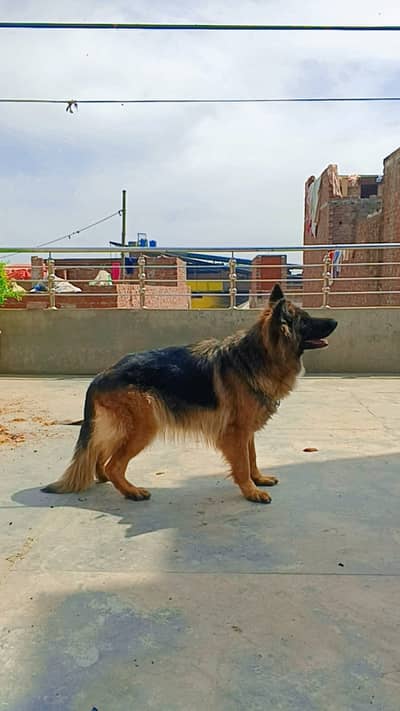 German Shepherd male dog | gsd | German Shepherd long coated dog