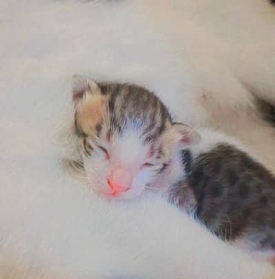 female kitten veryy friendly need loving and caring home