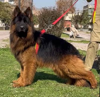 German Shepherd long coat male for sale