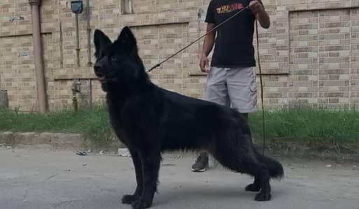 black German Shepherd | gsd | German Shepherd  female for sale