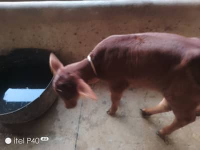 7 din ki sui hoi jersey cholistani 20 kg milk with wachi