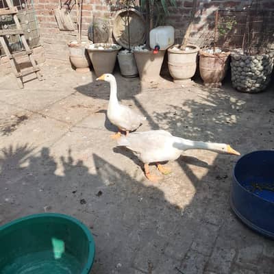 long neck duck white pair goose