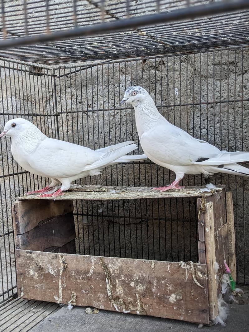 kabootar pair 0