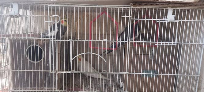 Grey and cremey lutino white cocktail