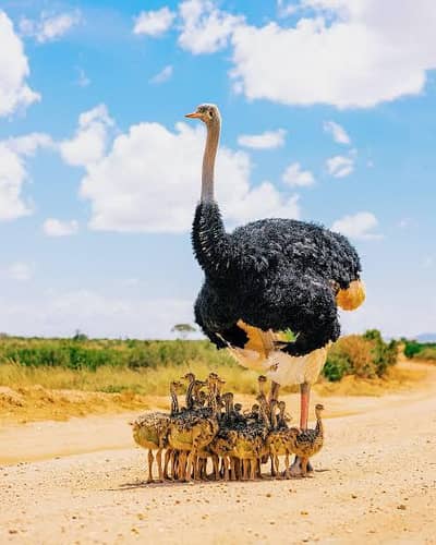 ostrich farm