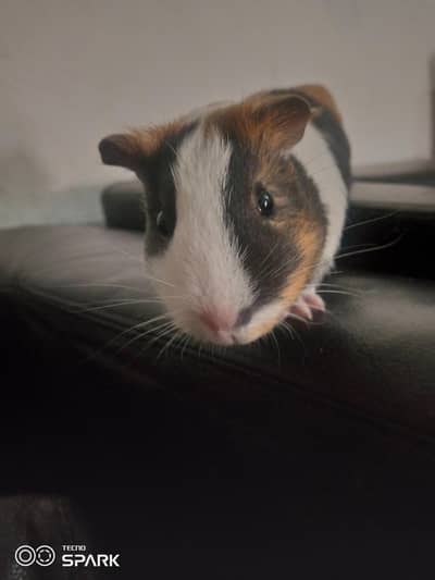 guinea pig/hamster