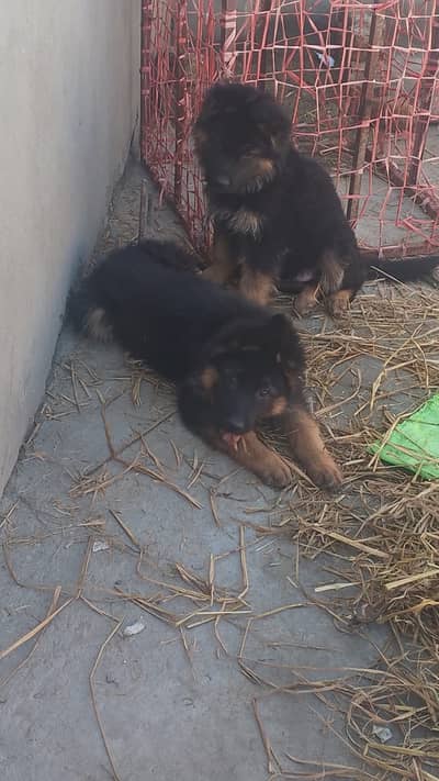German Shepherd pair| long coat | gsd | dog