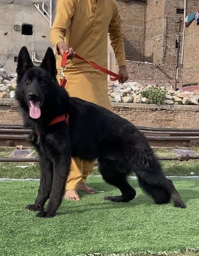 German Shepherd female dog | long coat | gsd | dog