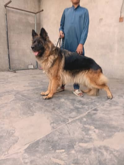 German Shepherd male dog | long coat | gsd | dog