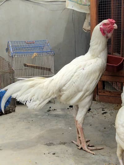 Aseel Qandhari short beak