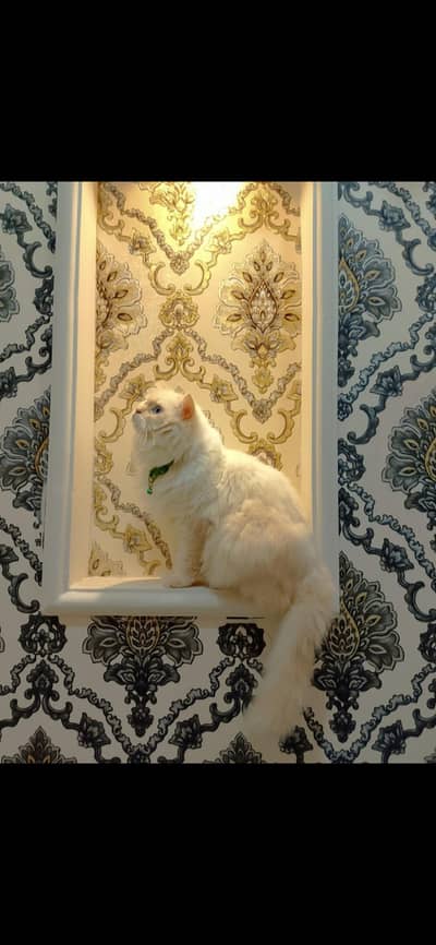 Himalayan male neutered