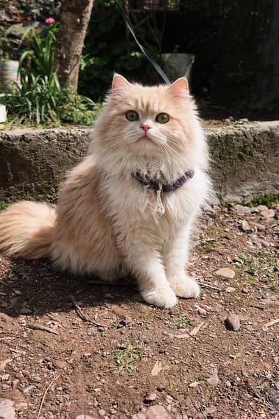 persian cat