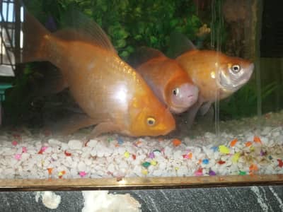 Healthy Goldfish collection-ready for the new home. Well kept,
