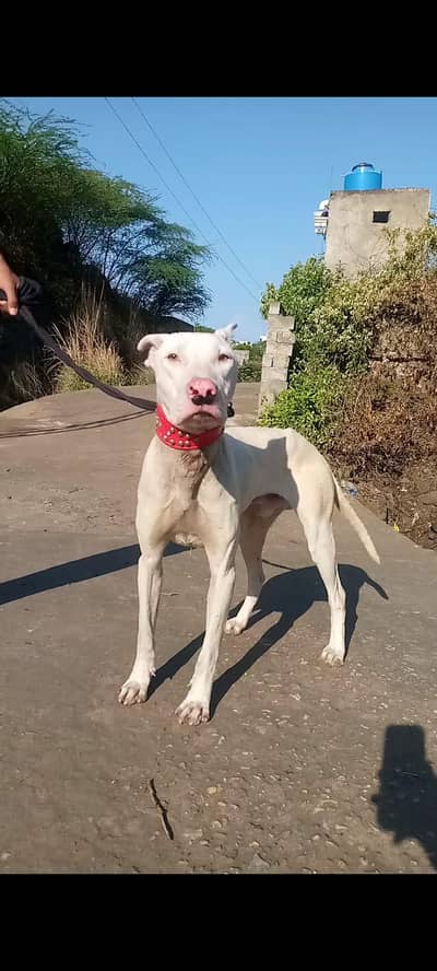 Doggo & Gultair mix breed male dog for sale security 100%