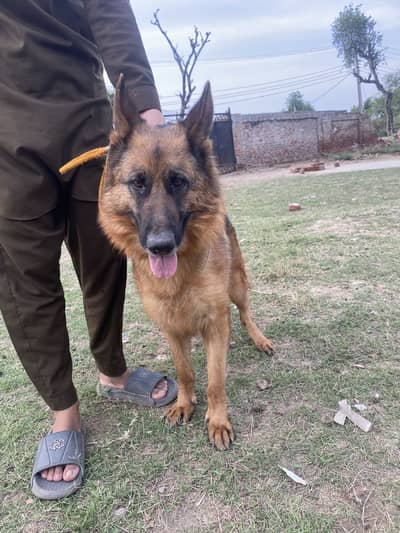 German Shepherd Dog | GSD For Sale | Pure GSD