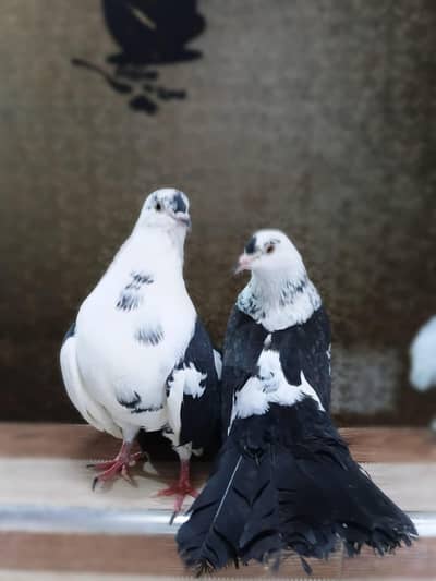 Faintail Saddle Breeder Pair With 1 Chick