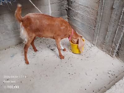 Goat 2dant  for qurbani. 2k26