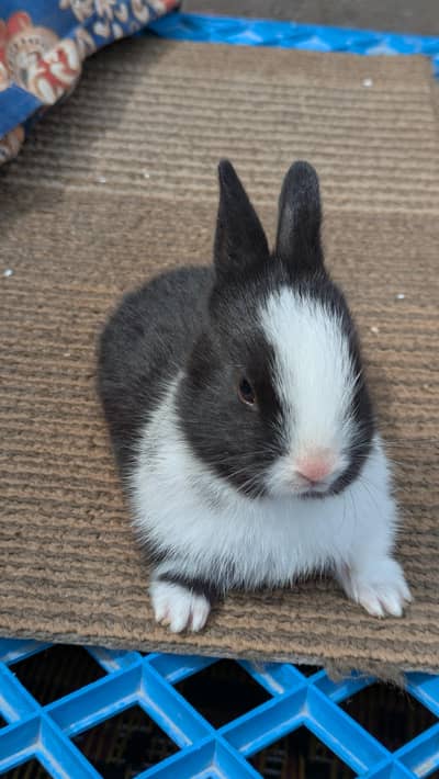 rabbit baby for sale