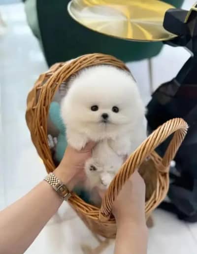Pomeranian puppies 0325/5580193