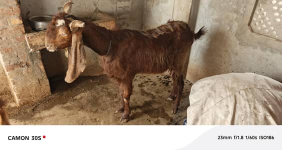 Sindhi Bakri |Pure Breed Bakri | High Quality Bakri For Sale with baby