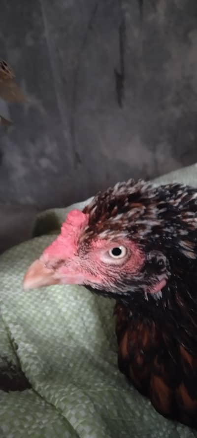 aseel chiks (per chick 800)