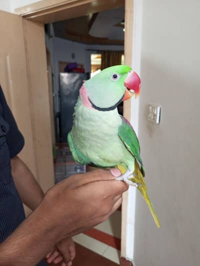 raw hand tame and talking male and  available