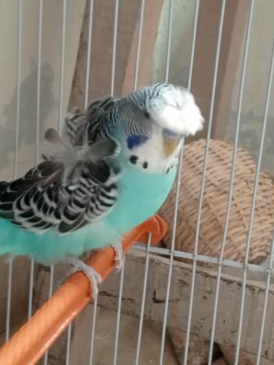 black peatal  undarsize male