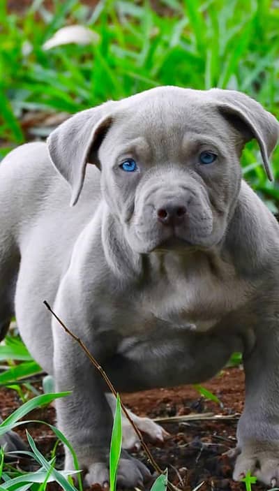 pitbull puppies 03255580193