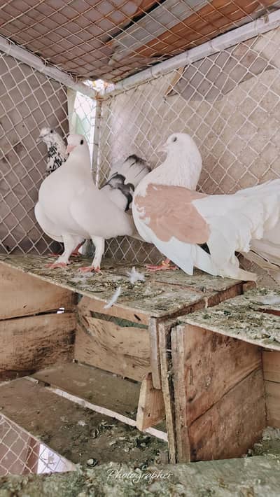 mix kabotar sub ake saat dene hai