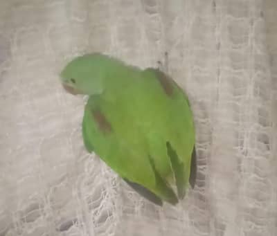 raw parrot