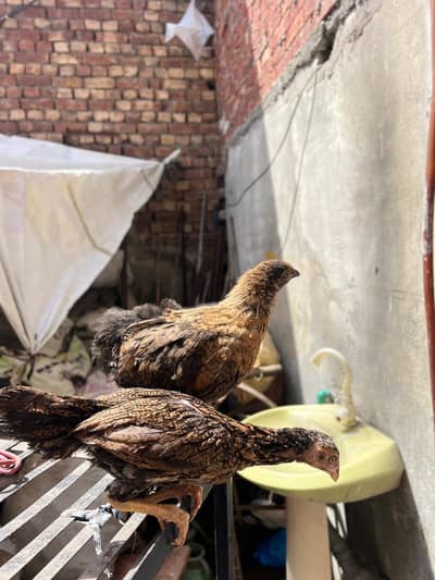 2 Beautiful birds 1 jawa aseeL and 1 burff