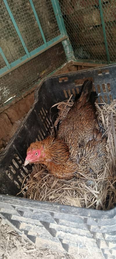 kurak murge jsy chye call karye msig ka jwab nhe milyga