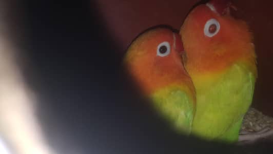 green opaline palefallow