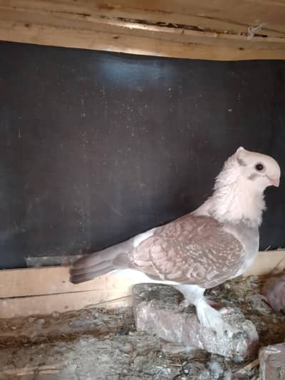 Sentient female breader 