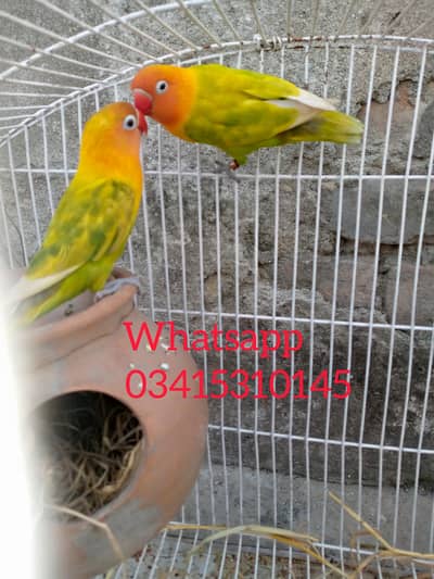 achi quality main love bird ka pair ha